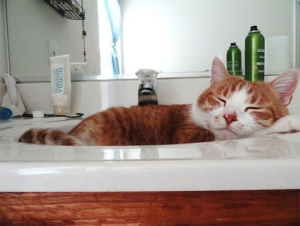 They Can Sleep Anywhere (25 pics)