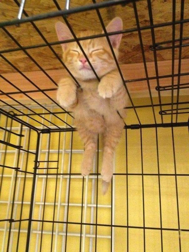 They Can Sleep Anywhere (25 pics)