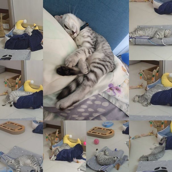 They Can Sleep Anywhere (25 pics)