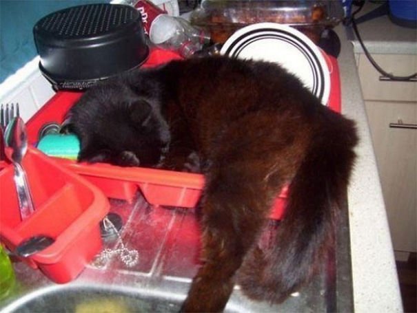 They Can Sleep Anywhere (25 pics)