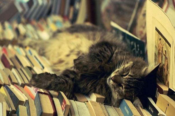 They Can Sleep Anywhere (25 pics)