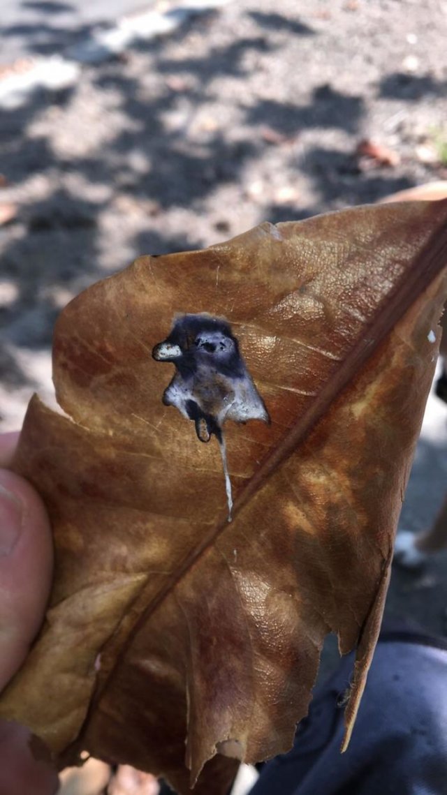 This Is Pareidolia (25 pics) This Is Pareidolia (25 pics)