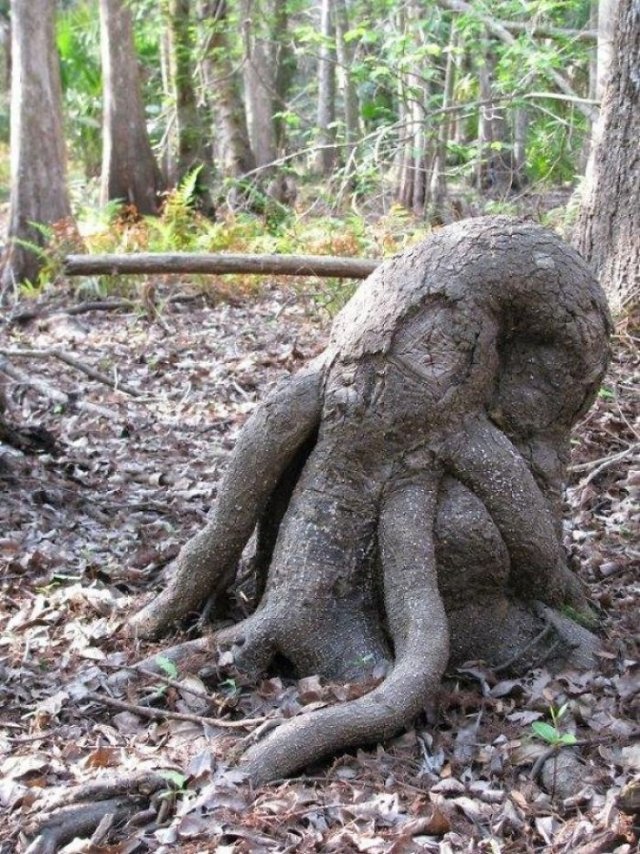 This Is Pareidolia (25 pics) This Is Pareidolia (25 pics)