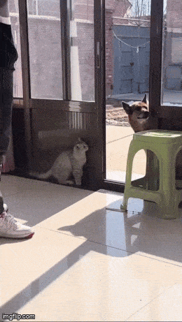 Acid GIFs, May 4 (25 gifs)