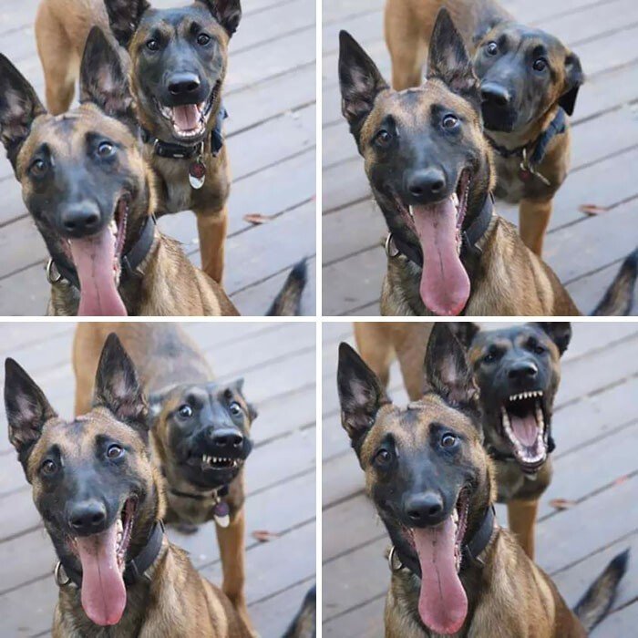 Funny Photobombs (25 pics) Funny Photobombs (25 pics)