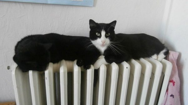 Optical Illusions (16 pics) Optical Illusions (16 pics)