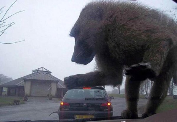 Optical Illusions (16 pics) Optical Illusions (16 pics)