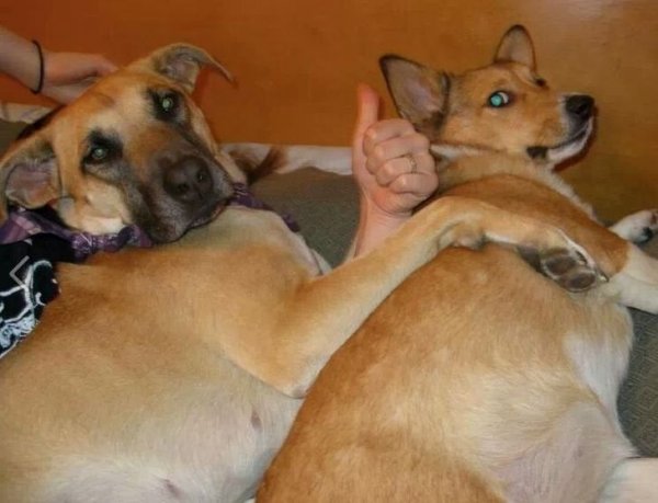 Optical Illusions (16 pics) Optical Illusions (16 pics)