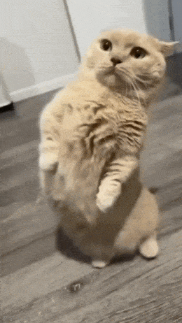 Acid GIFs, May 6 (25 gifs)