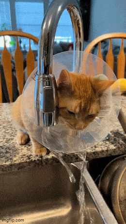 Acid GIFs, May 6 (25 gifs)