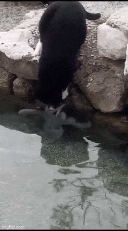 Acid GIFs, May 6 (25 gifs)
