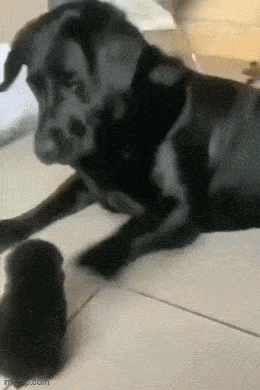 Acid GIFs, May 6 (25 gifs)
