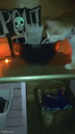 Acid GIFs, May 6 (25 gifs)