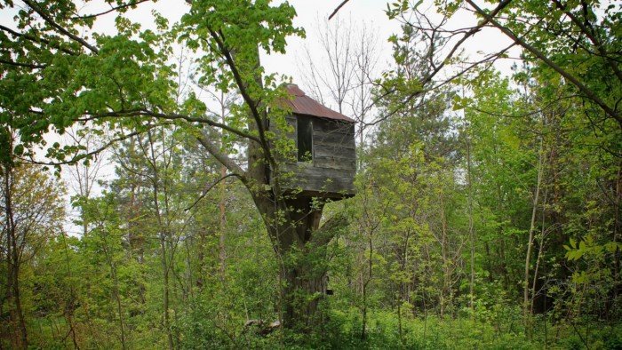 Unexpected Finds In The Forests (14 pics)