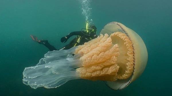 Giant Things (16 pics)