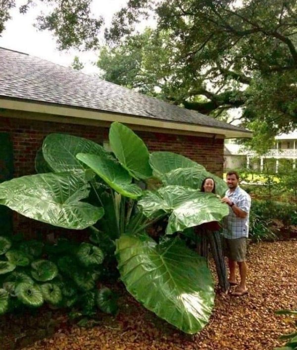 Giant Things (16 pics)