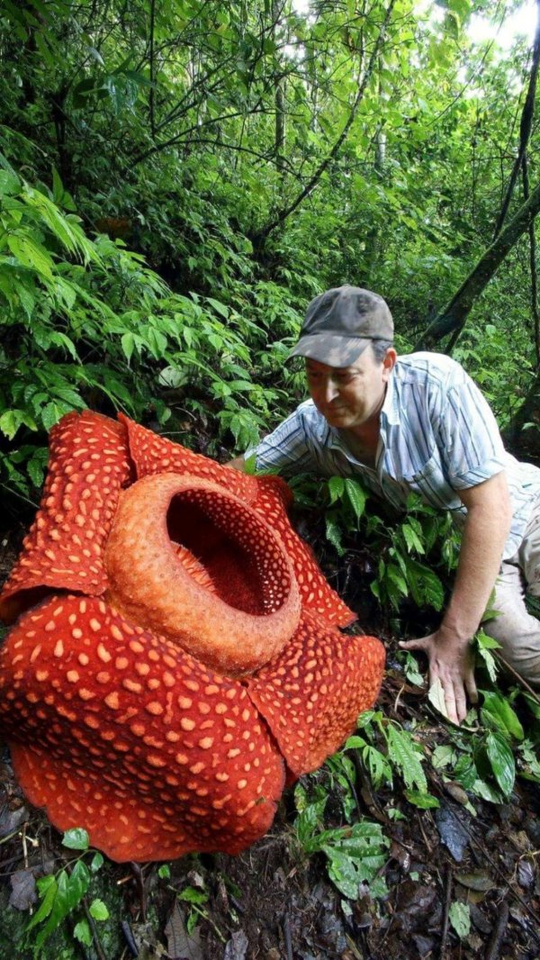Giant Things (16 pics)