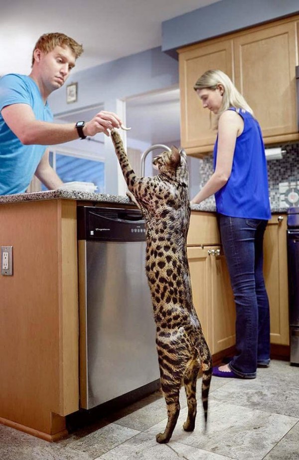 Giant Things (16 pics)