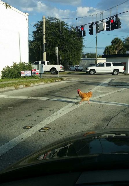 Strange Encounters On The Road (23 pics)