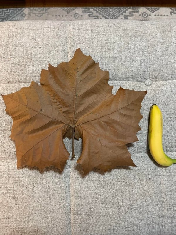 Giant Things (16 pics)