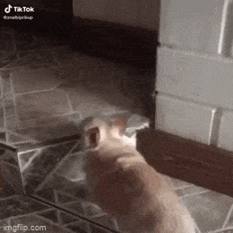 Acid GIFs, May 8 (25 gifs)