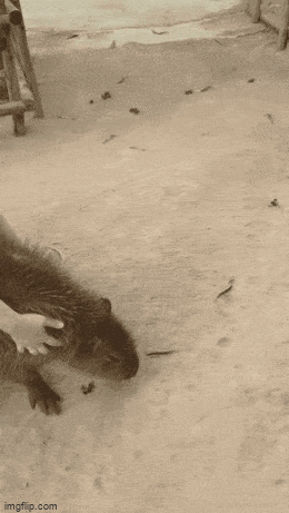 Acid GIFs, May 8 (25 gifs)