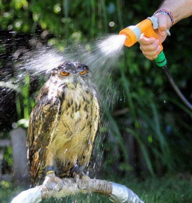 Funny Owls (17 pics)
