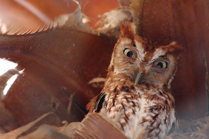 Funny Owls (17 pics)