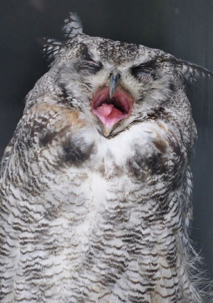 Funny Owls (17 pics)