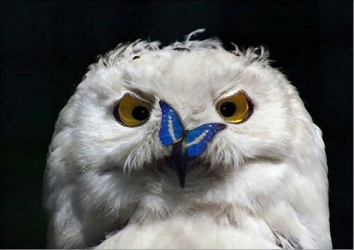 Funny Owls (17 pics)