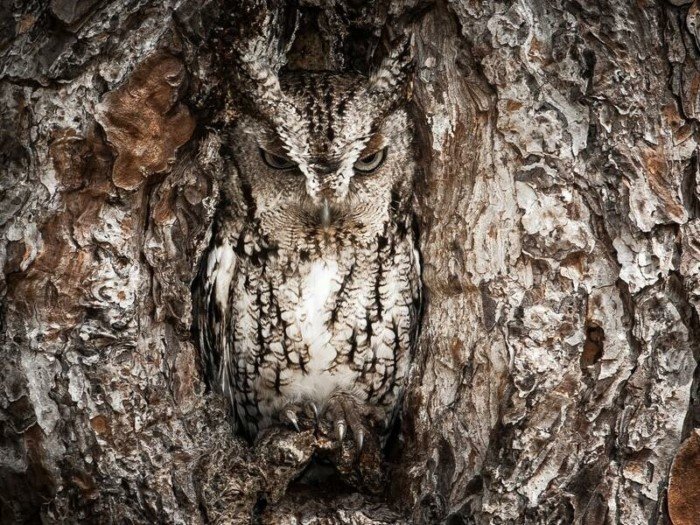 Funny Owls (17 pics)
