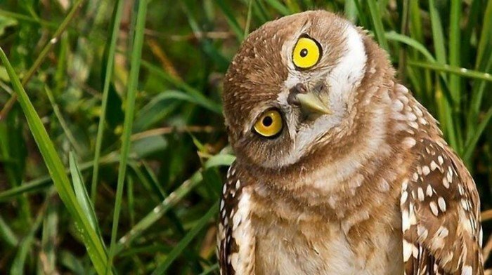 Funny Owls (17 pics)