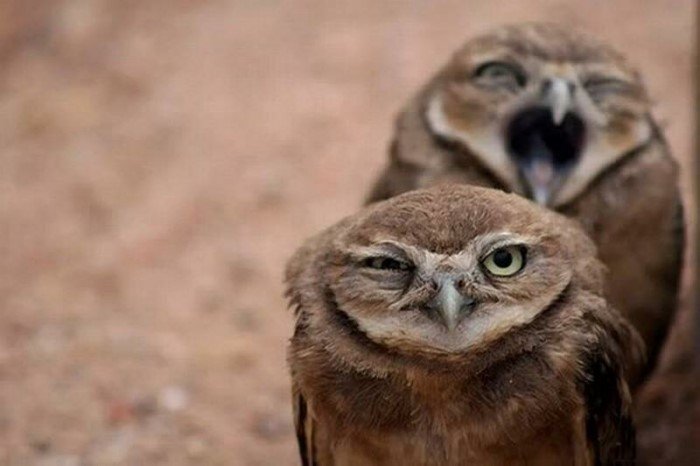 Funny Owls (17 pics)