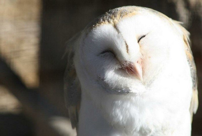 Funny Owls (17 pics)