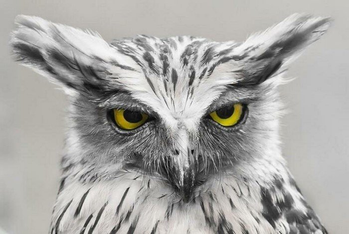 Funny Owls (17 pics)