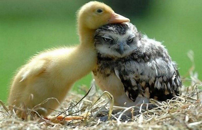 Funny Owls (17 pics)
