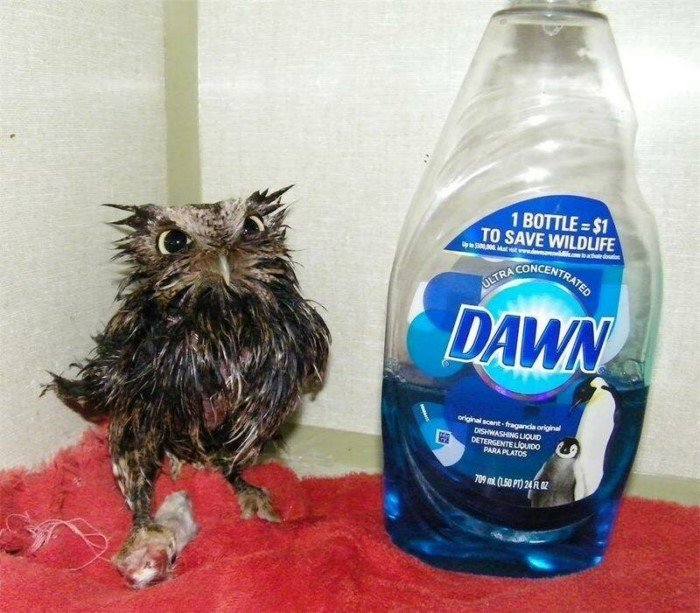 Funny Owls (17 pics)