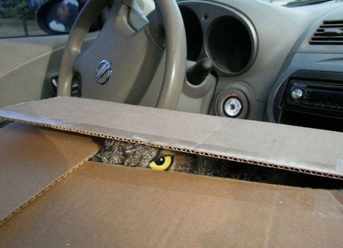 Funny Owls (17 pics)