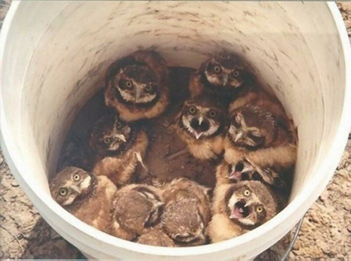 Funny Owls (17 pics)