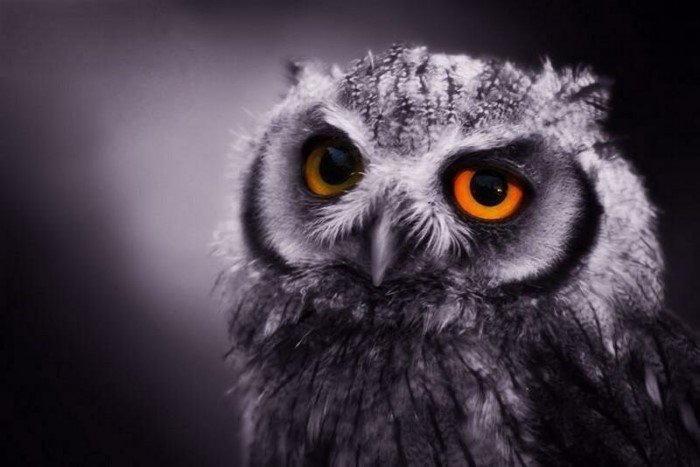 Funny Owls (17 pics)