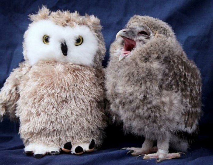 Funny Owls (17 pics)