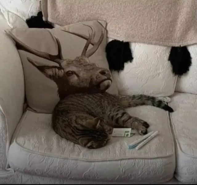 Look Twice (25 pics)