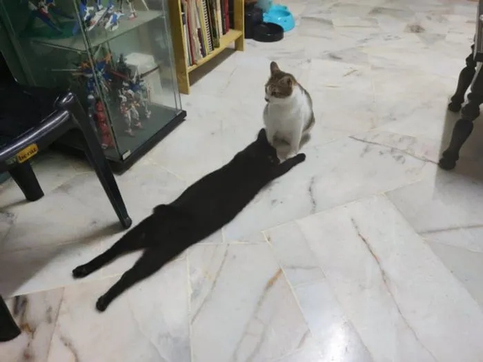 Optical Illusions (22 pics)