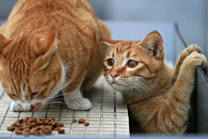 Cute Thieves (17 pics) Cute Thieves (17 pics)