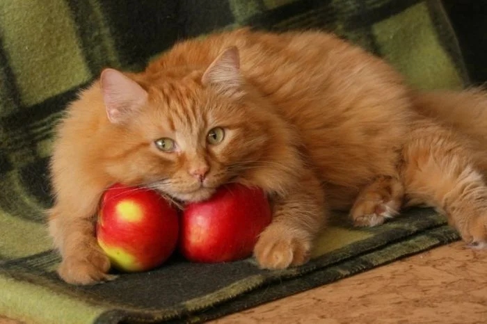 Cute Thieves (17 pics) Cute Thieves (17 pics)