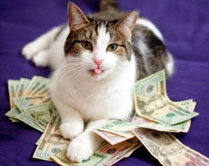 Cute Thieves (17 pics) Cute Thieves (17 pics)
