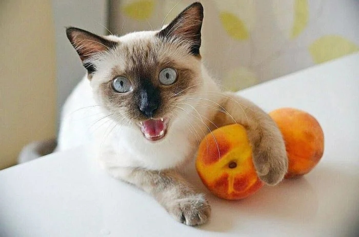 Cute Thieves (17 pics) Cute Thieves (17 pics)