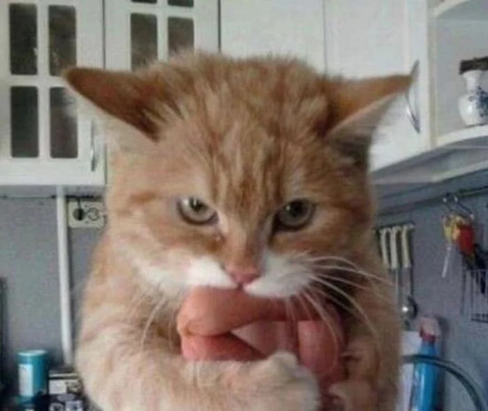 Cute Thieves (17 pics) Cute Thieves (17 pics)