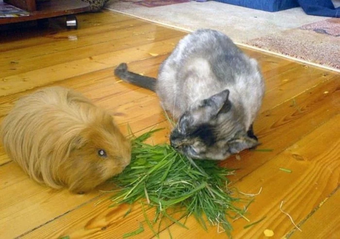 Cute Thieves (17 pics) Cute Thieves (17 pics)