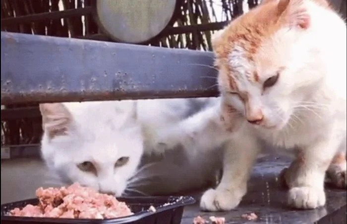 Cute Thieves (17 pics) Cute Thieves (17 pics)